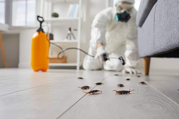 Commercial Rodent Management in Goose Creek